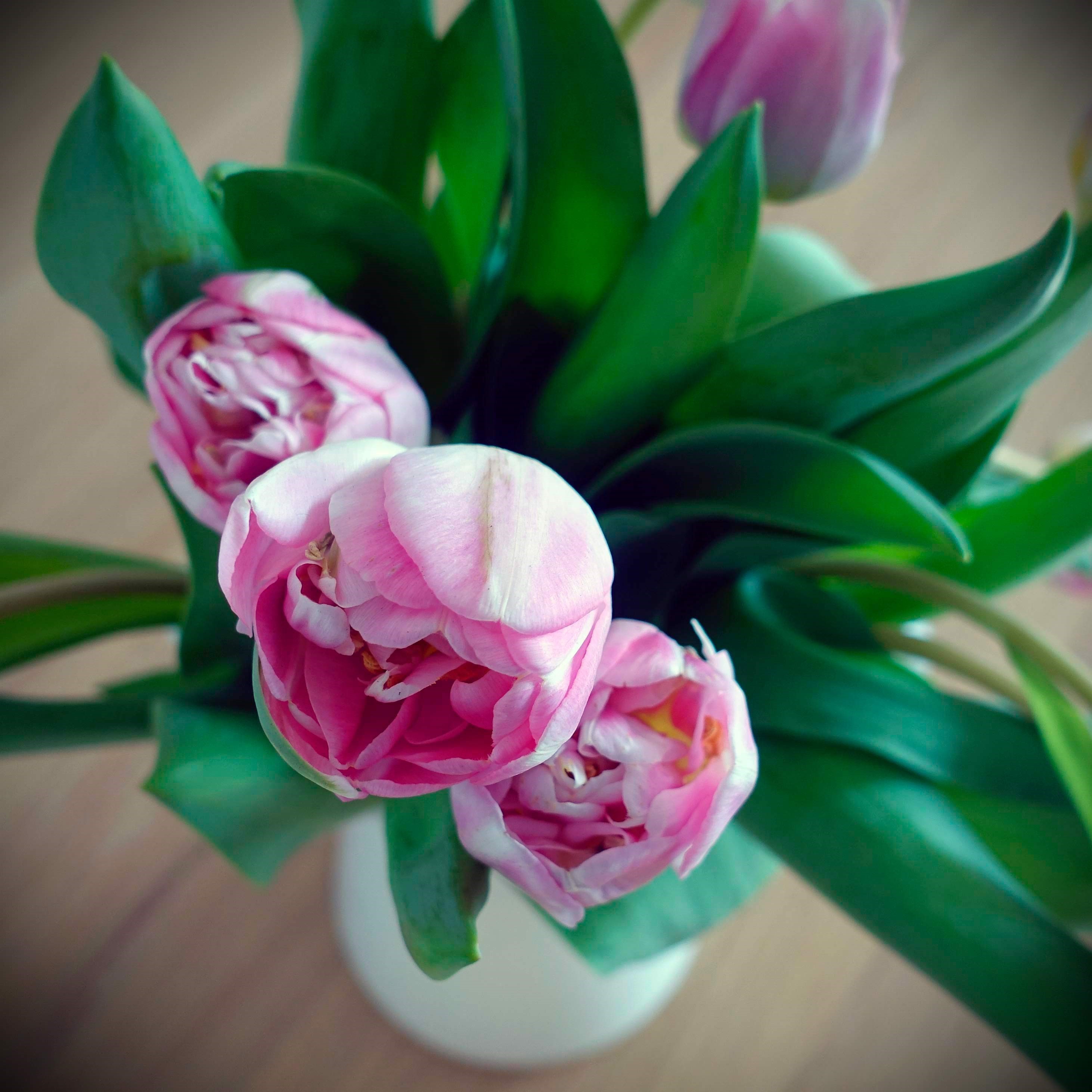 Tulpenstrauß rosa