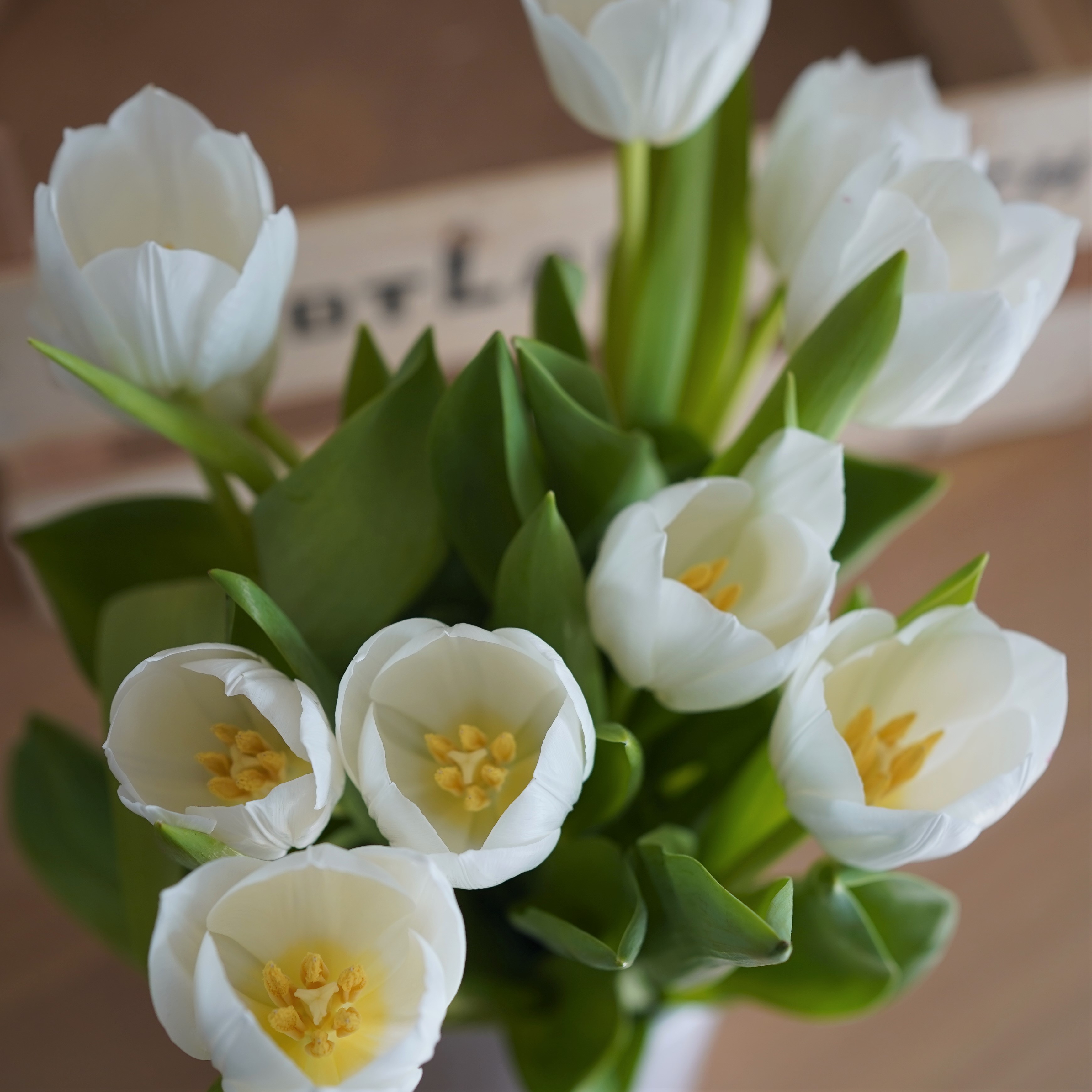 Tulpenstrauß weiß