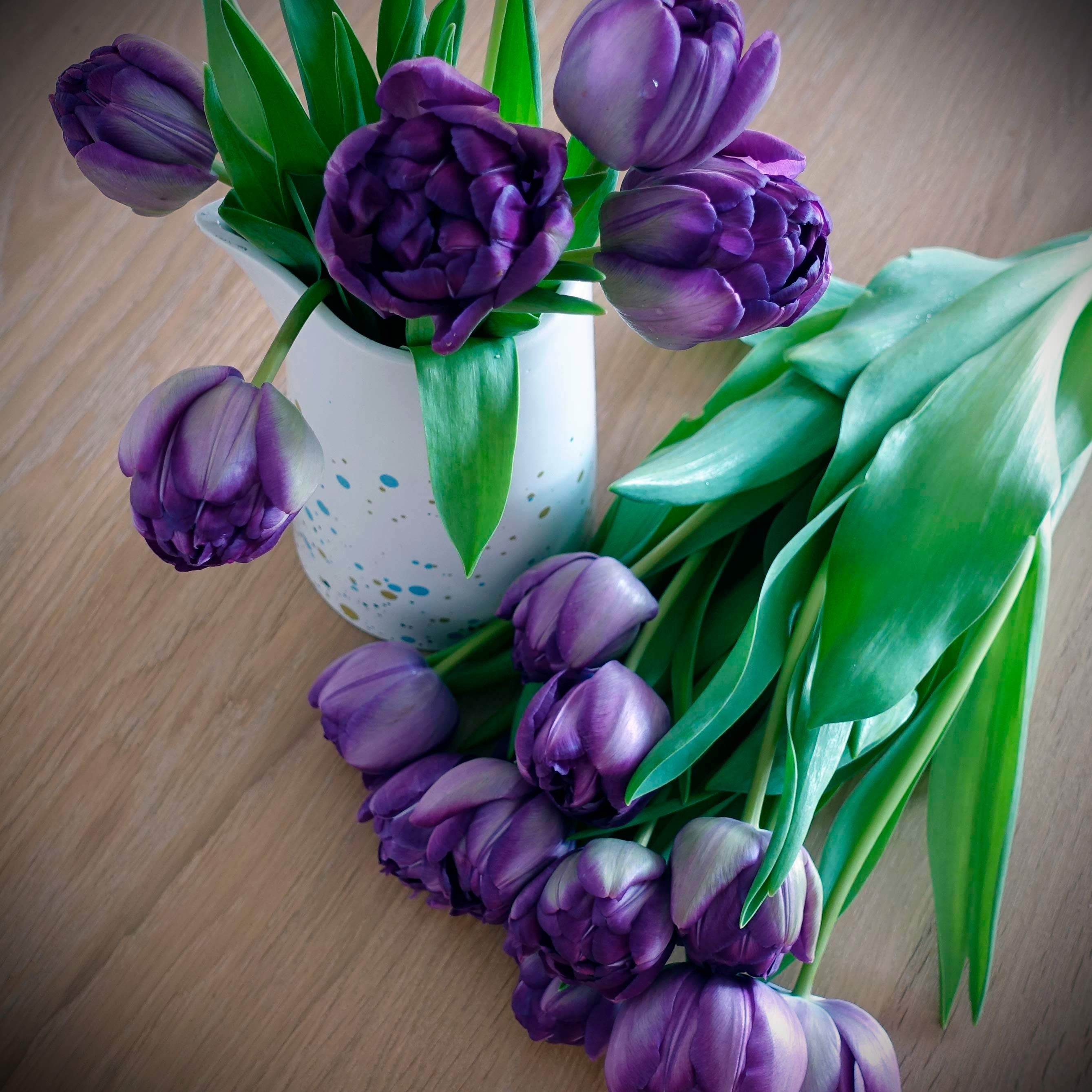 Tulpenstrauß violett
